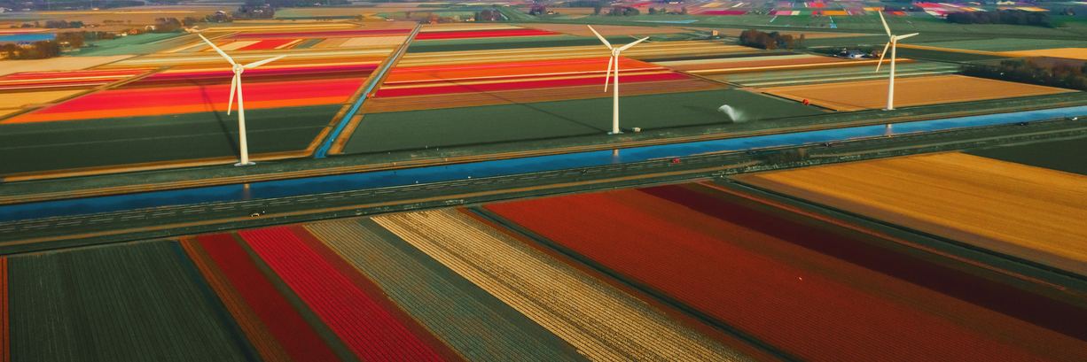 Tulip fields, a canal and wind turbines in the Dutch Randstad